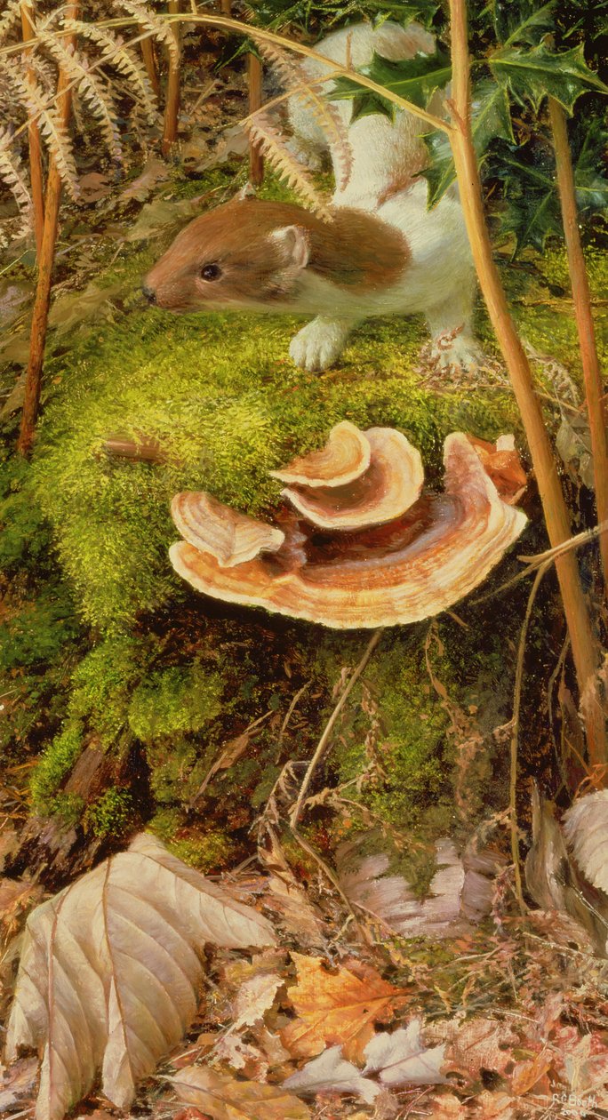 Stoat in Winter, 2000 (olja på pannå) av Raymond Booth