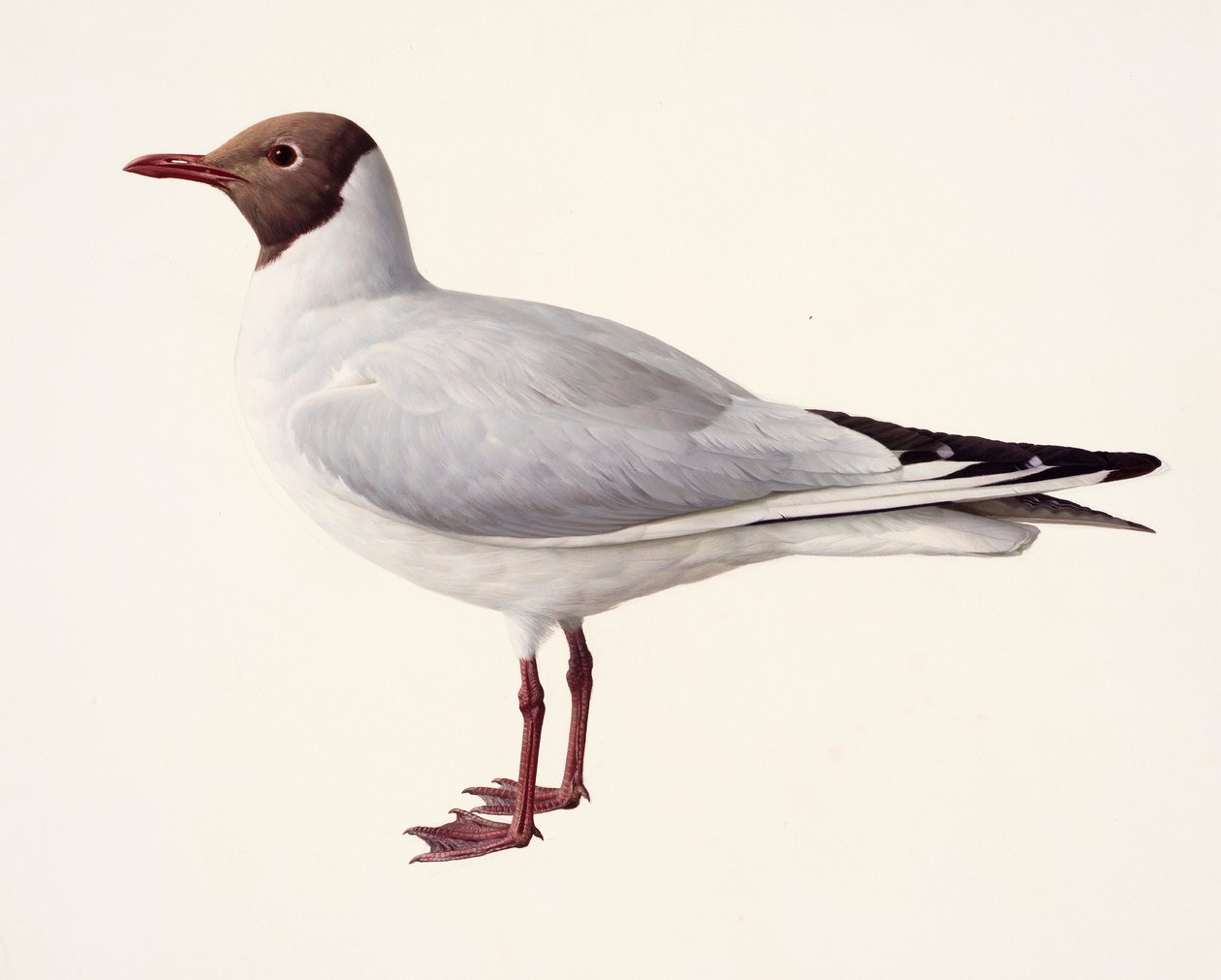 Studie av en skrattmås (olja på papper) av Raymond Booth