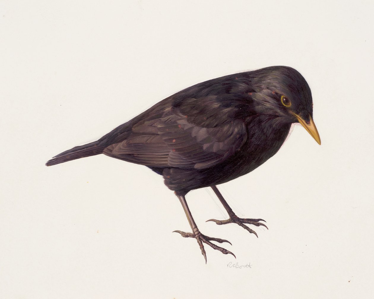 Studie av en koltrast (olja på papper) av Raymond Booth