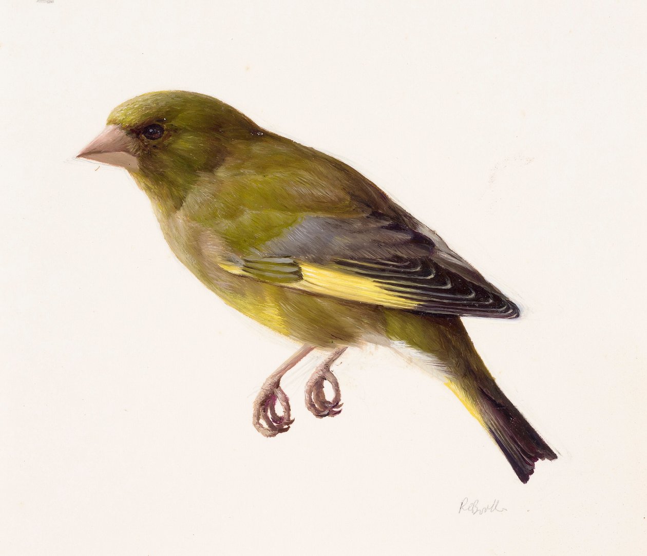 Studie av en grönfink (olja på papper) av Raymond Booth