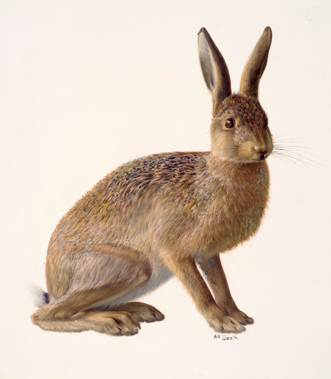 Studie av en hare (olja på papper) av Raymond Booth