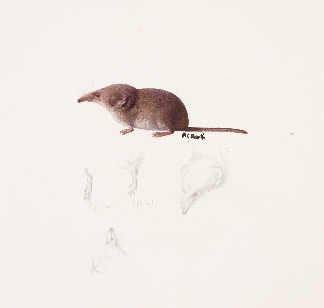Studie av en näbbmus (olja och blyerts på papper) av Raymond Booth