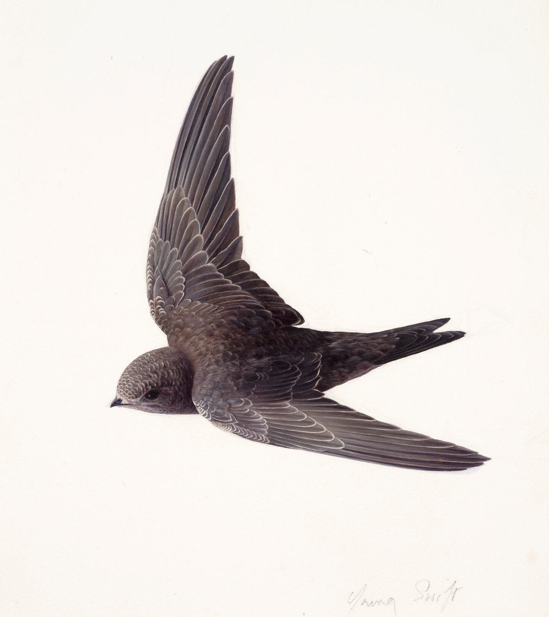 Studie av en ung tornseglare i flykt (olja på papper) av Raymond Booth