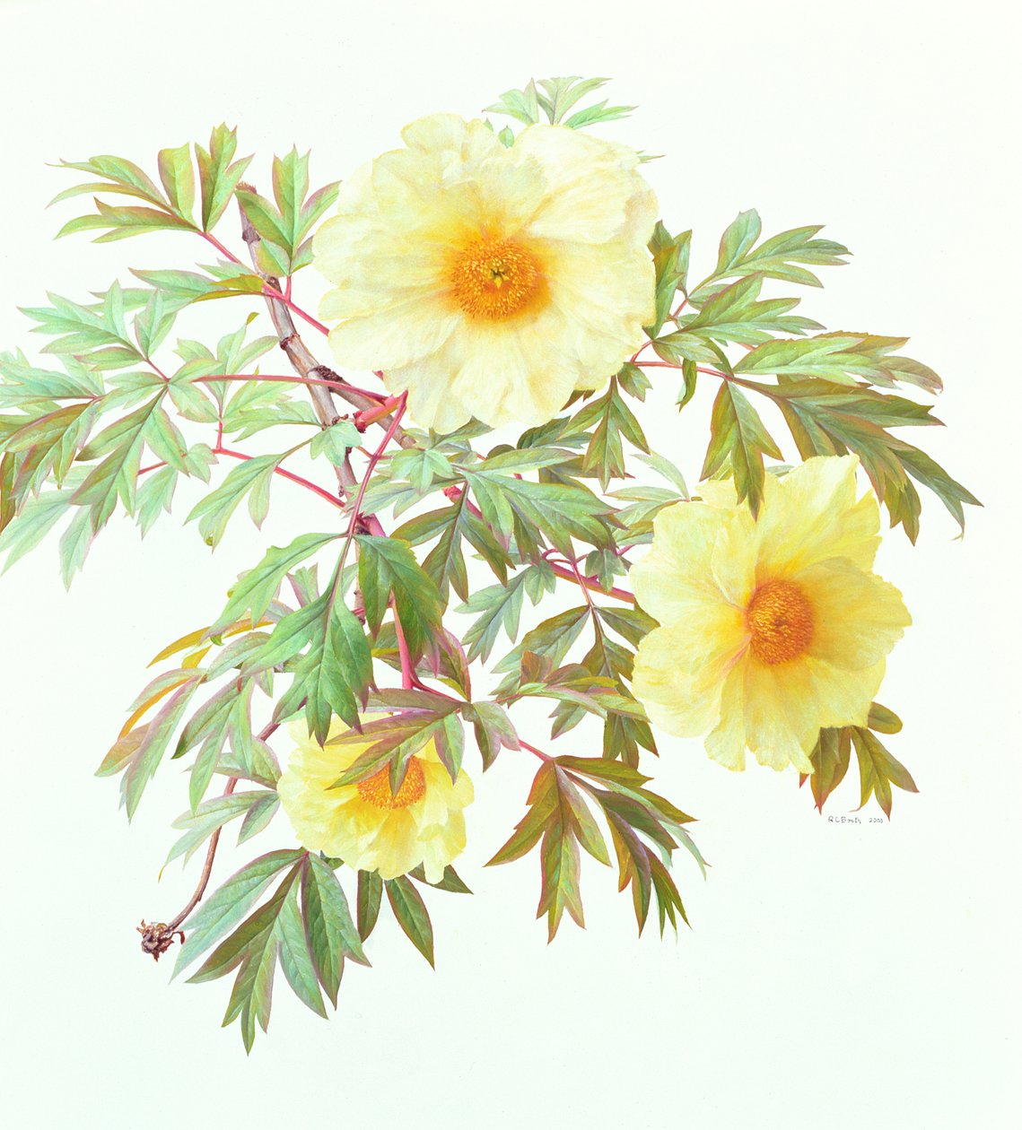 Tree Paeony "Silver Sails", 2000 (olja på papper) av Raymond Booth