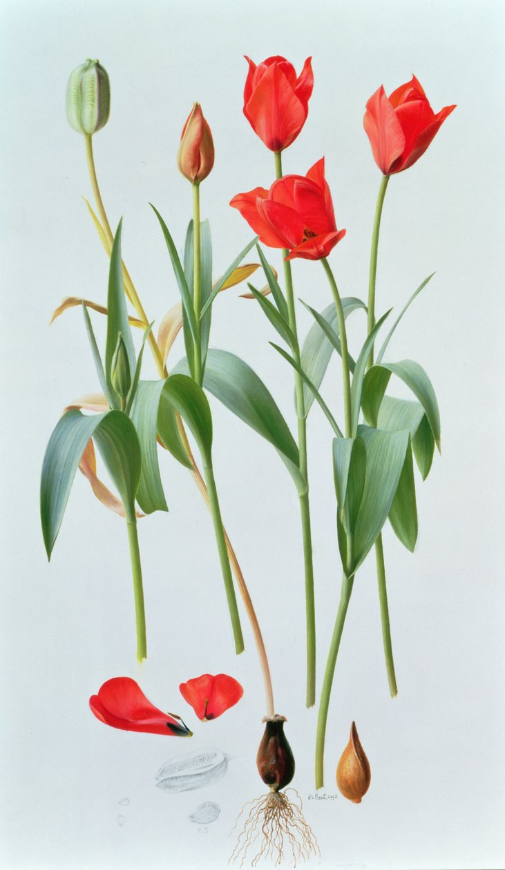 Tulpan amabilis av Raymond Booth