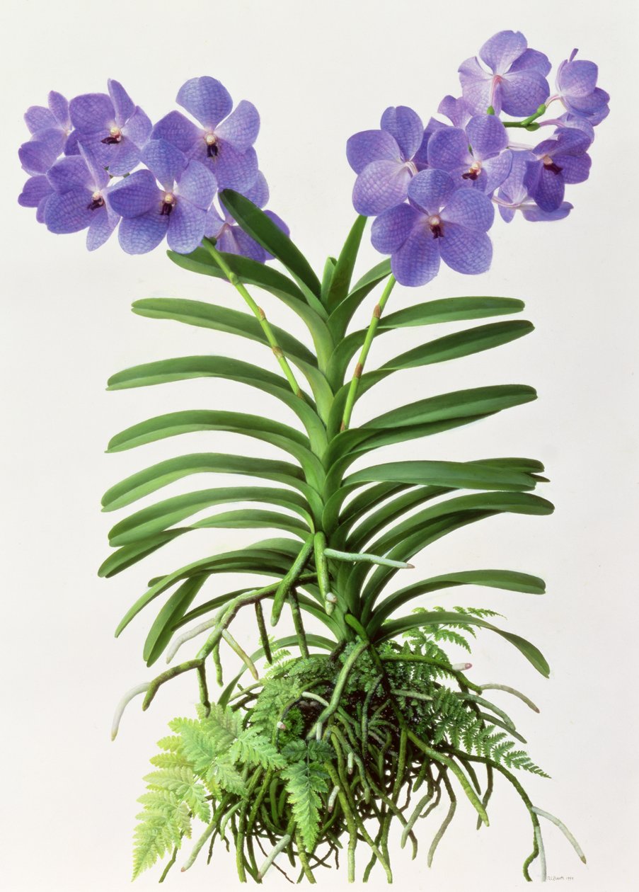 Vanda Rothschildiana av Raymond Booth