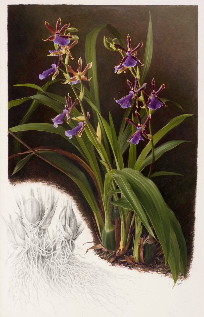 Zygopetalum hybrid av Raymond Booth