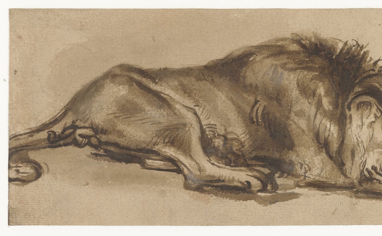 Studie av ett lejon som sover av Rembrandt van Rijn (copy after)