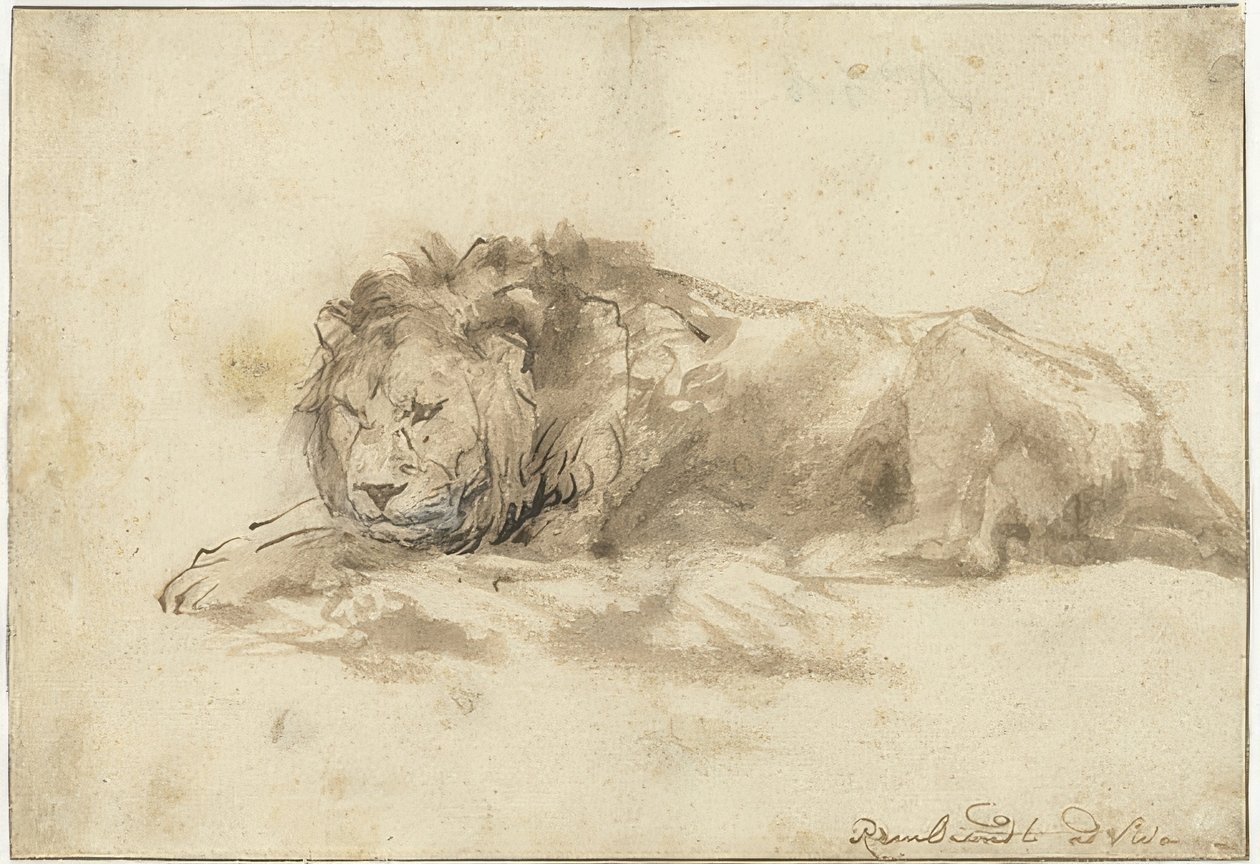 Liggande lejon (Liggende leeuw). 1650-59 av Rembrandt van Rijn