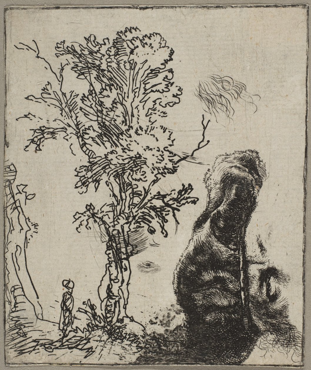 Ark med två studier: ett träd och den övre delen av ett huvud av Rembrandt som bär en väl..., ca. 1642. av Rembrandt van Rijn