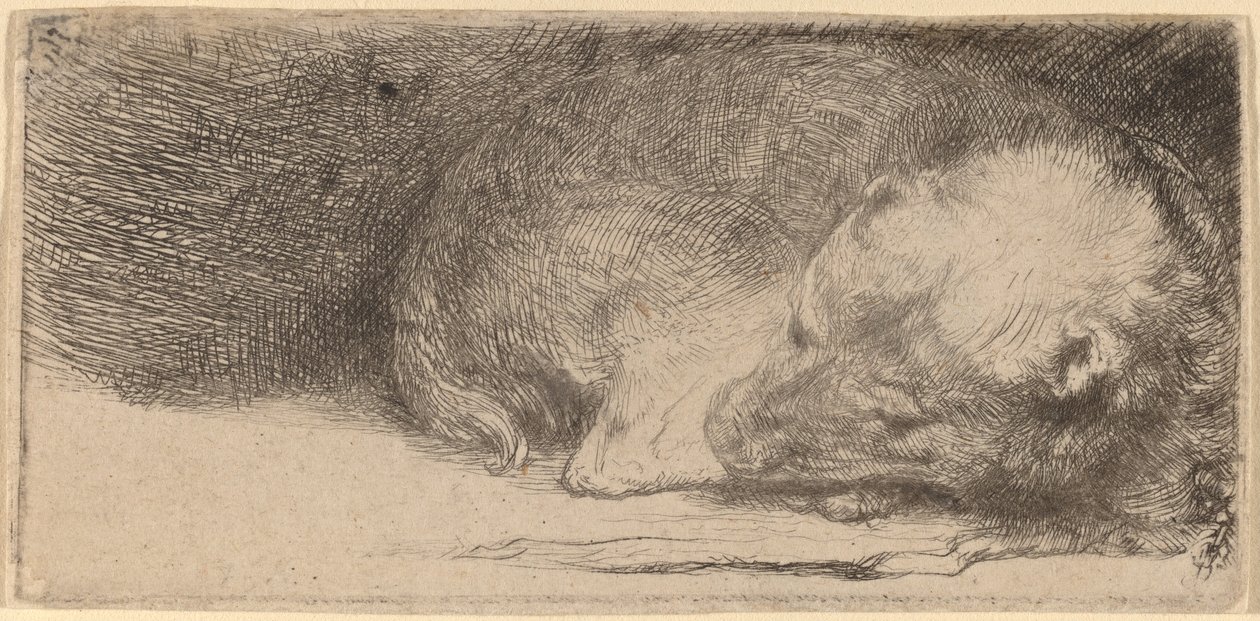 sovande valp av Rembrandt van Rijn
