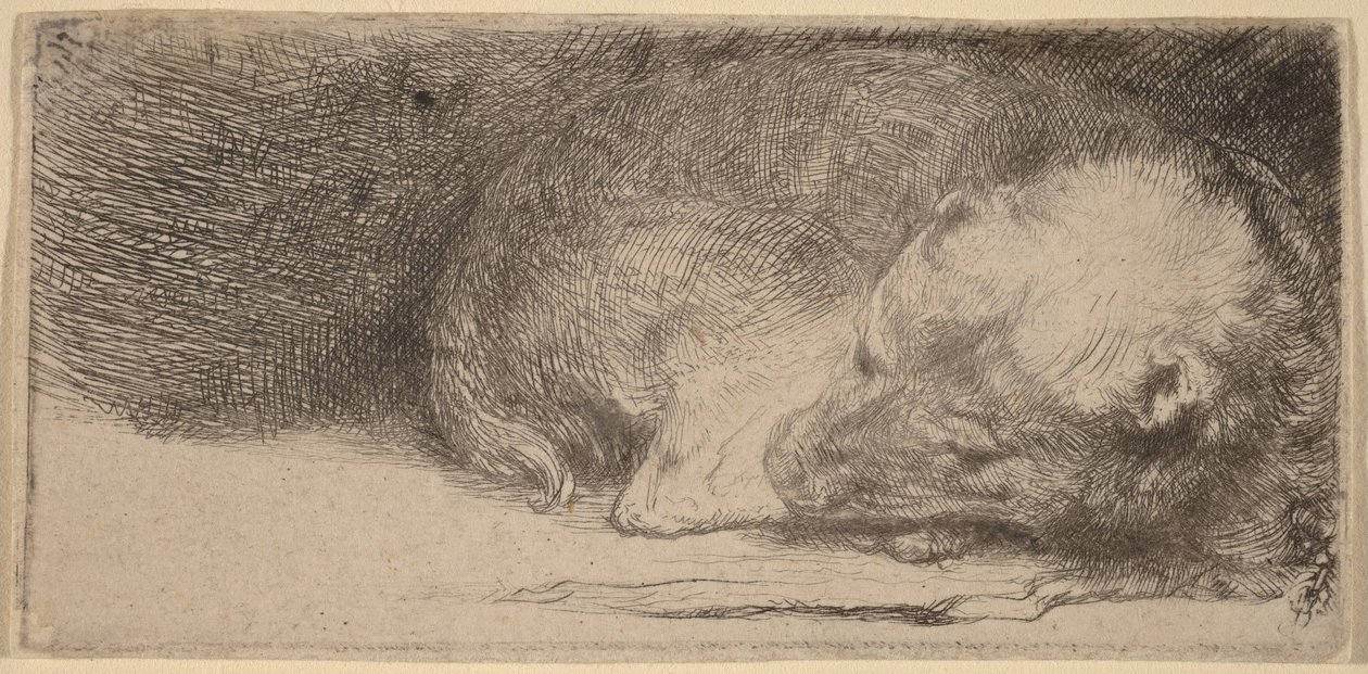 Sovande valp av Rembrandt van Rijn
