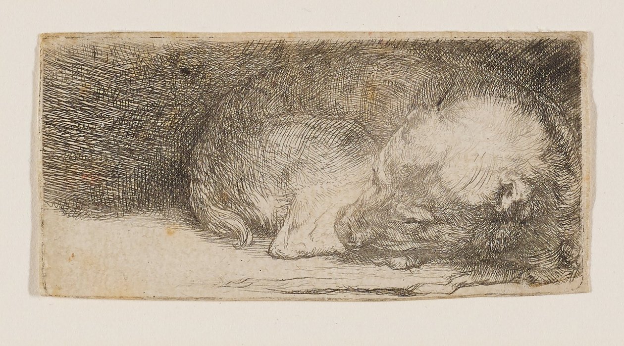 Sovande valp av Rembrandt van Rijn