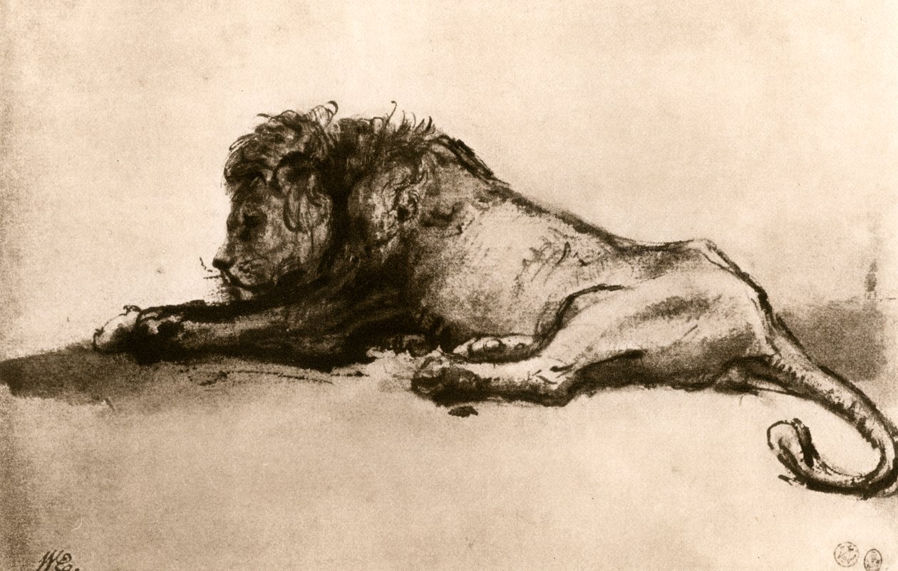 Studie av ett lejon, 1913. av Rembrandt van Rijn
