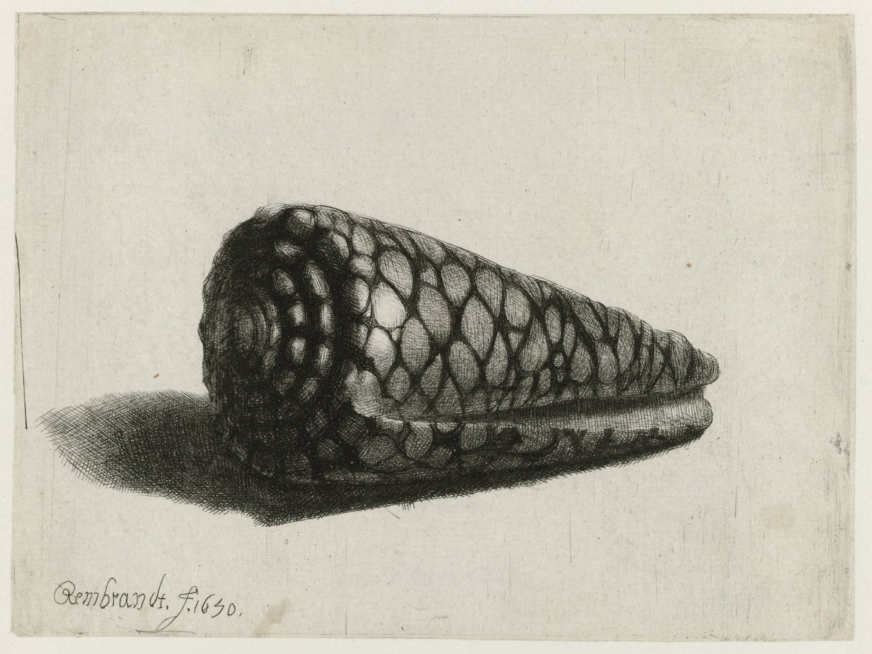 Skalet (Conus marmoreus) Skalet av Rembrandt van Rijn