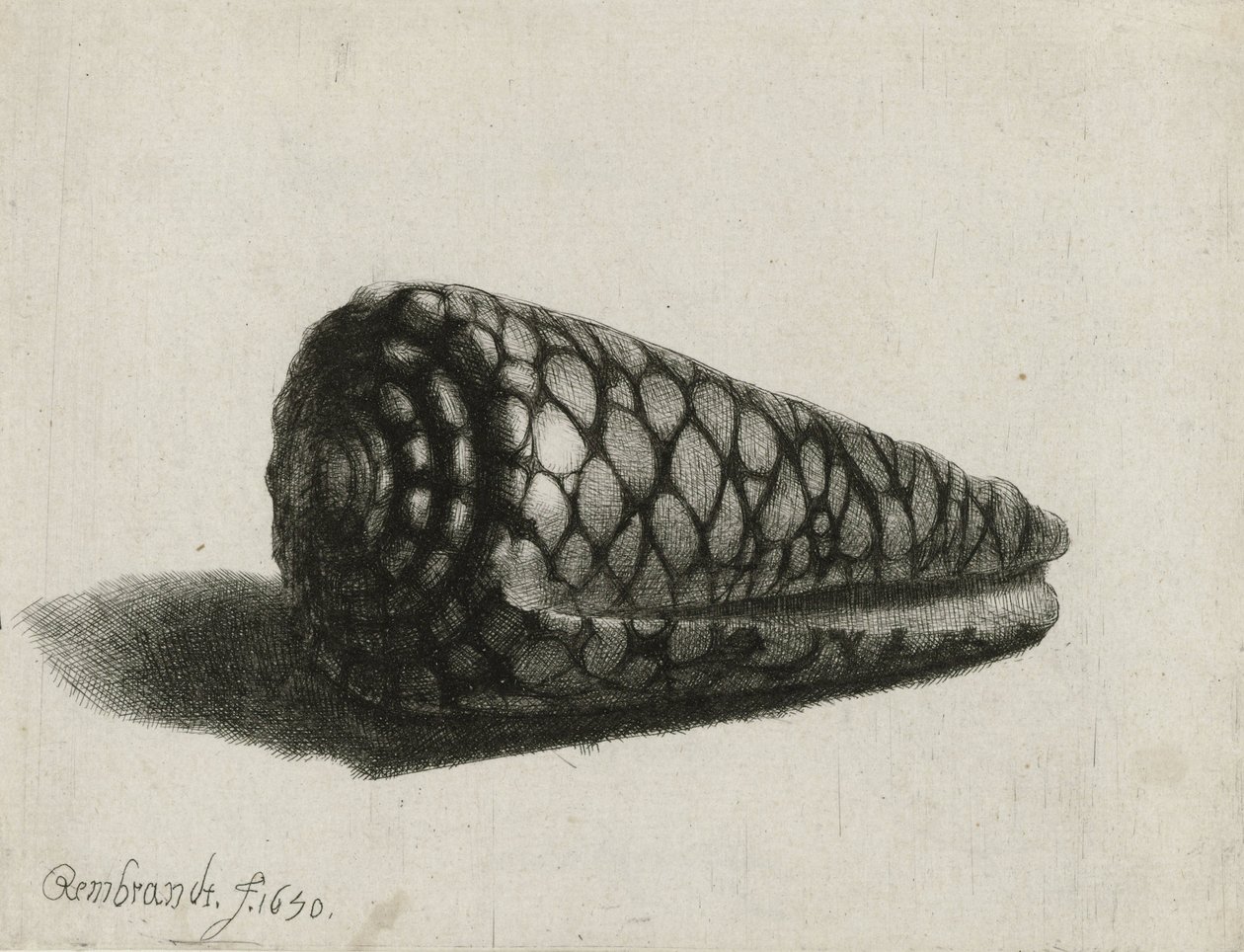 Snäckan (Conus marmoreus), 1650 av Rembrandt van Rijn