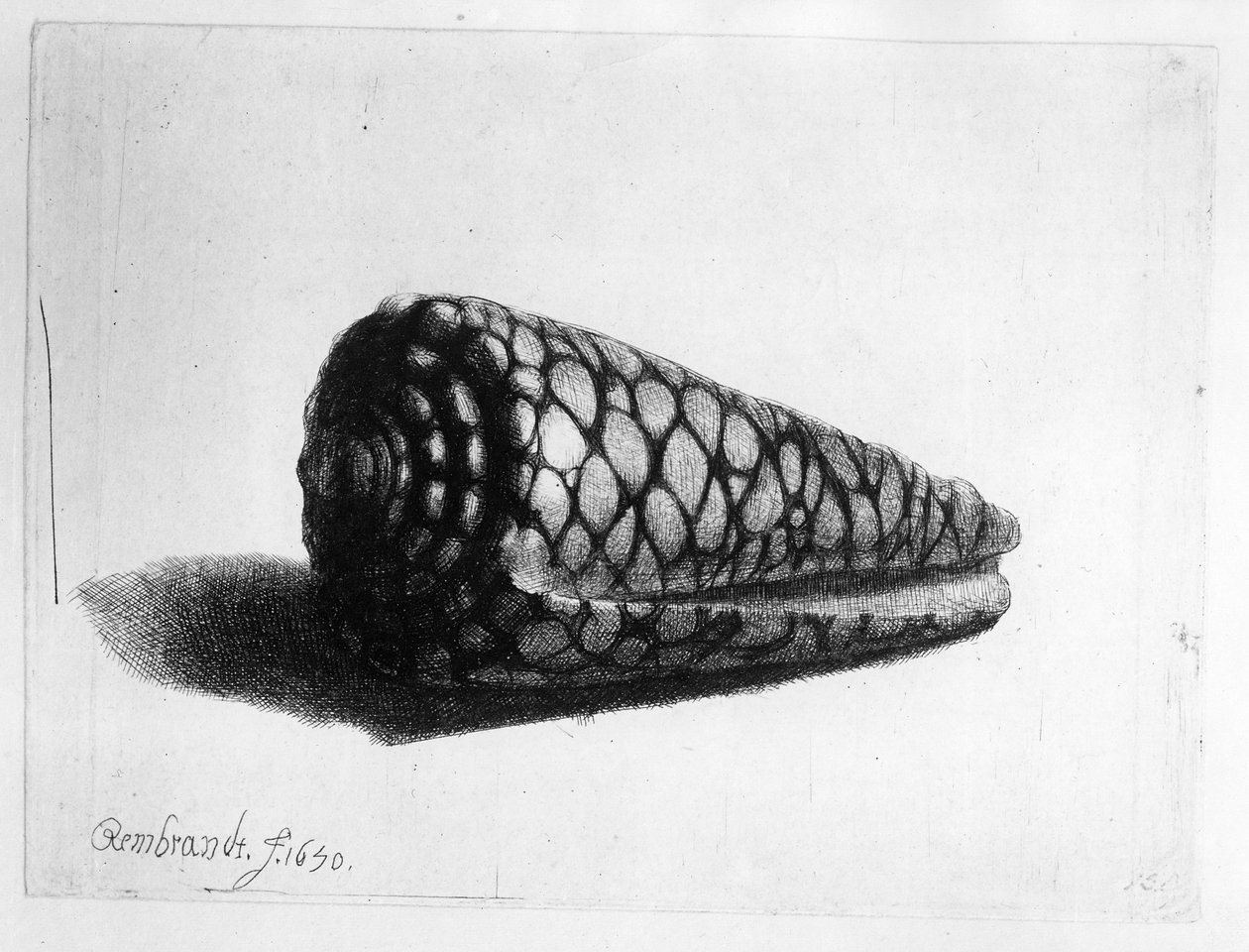 Skalet (Conus marmoreus) 1650 av Rembrandt van Rijn