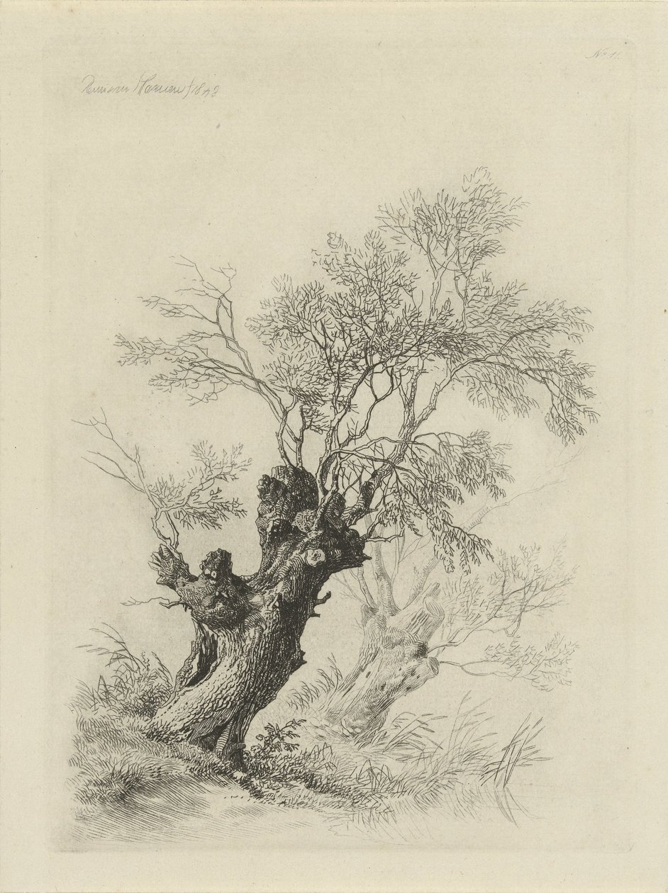 pilträd av Remigius Adrianus Haanen
