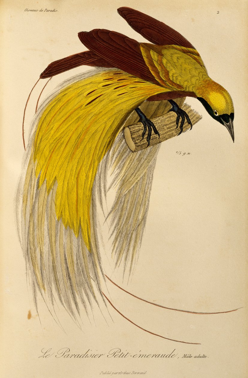 Vuxen hane från Lesser Bird-of-Paradise (Paradisaea minor), gravyr från Natural History of Birds of Paradise och Epimagues av René Primevère Lesson