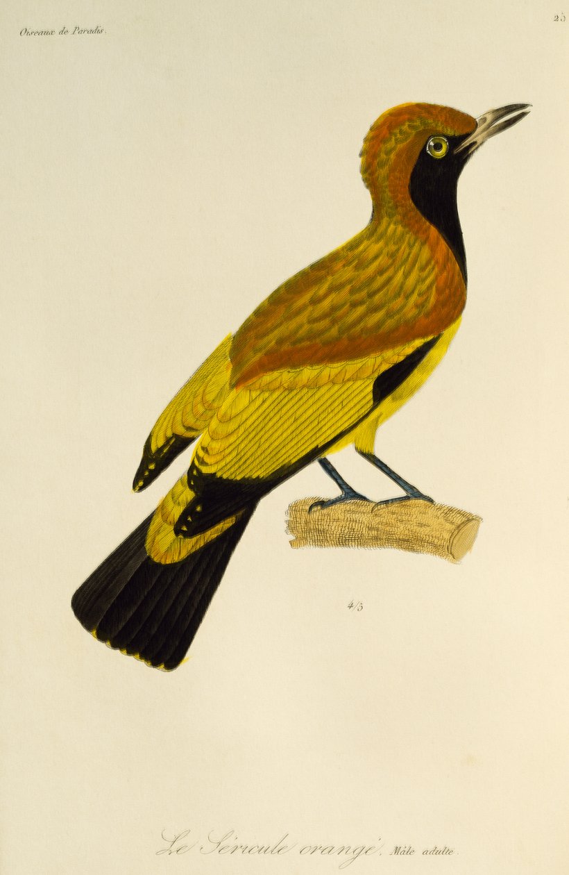 Vuxen hane av Maskerad Bowerbird (Sericulus aureus), gravyr från Natural History of Birds of Paradise och Epimagues av René Primevère Lesson