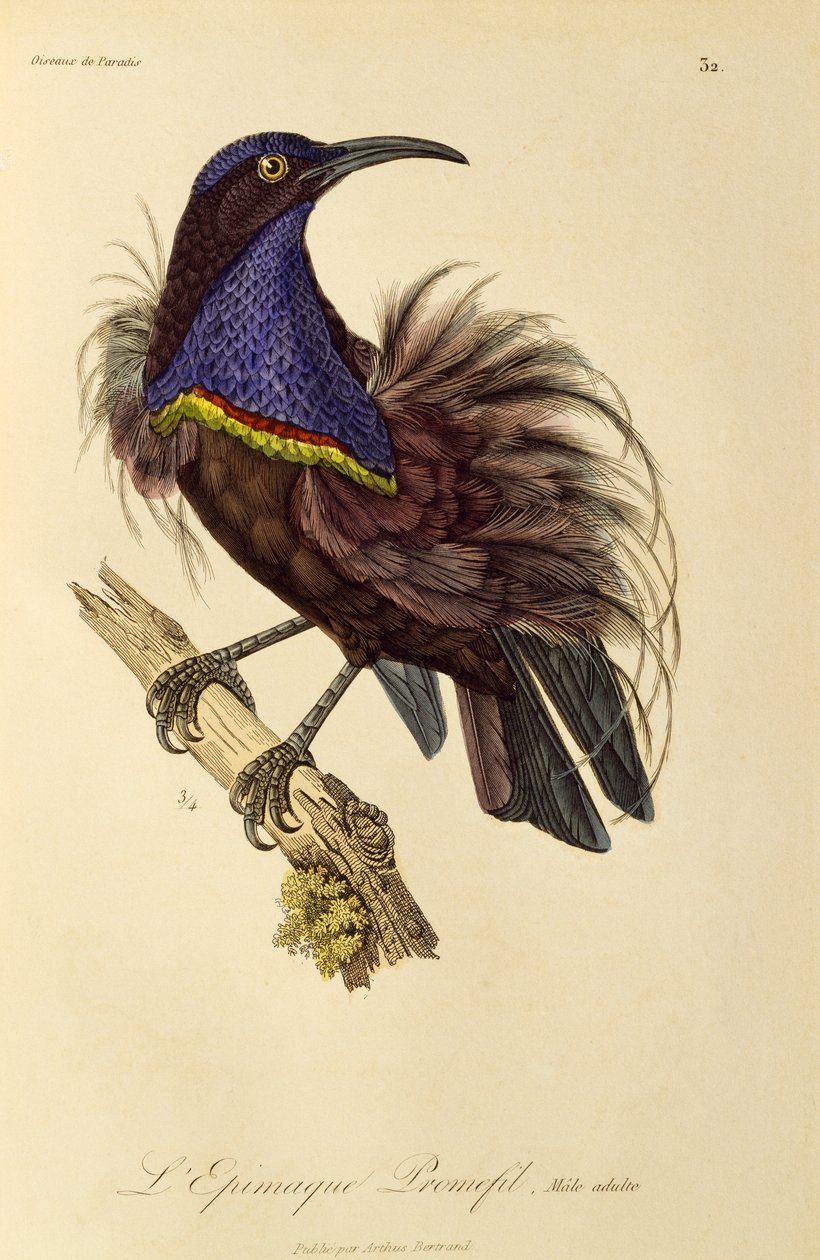 Vuxen hane från Paradise Riflebird (Ptiloris paradiseus), gravyr från Natural History of Birds of Paradise och Epimagues av René Primevère Lesson