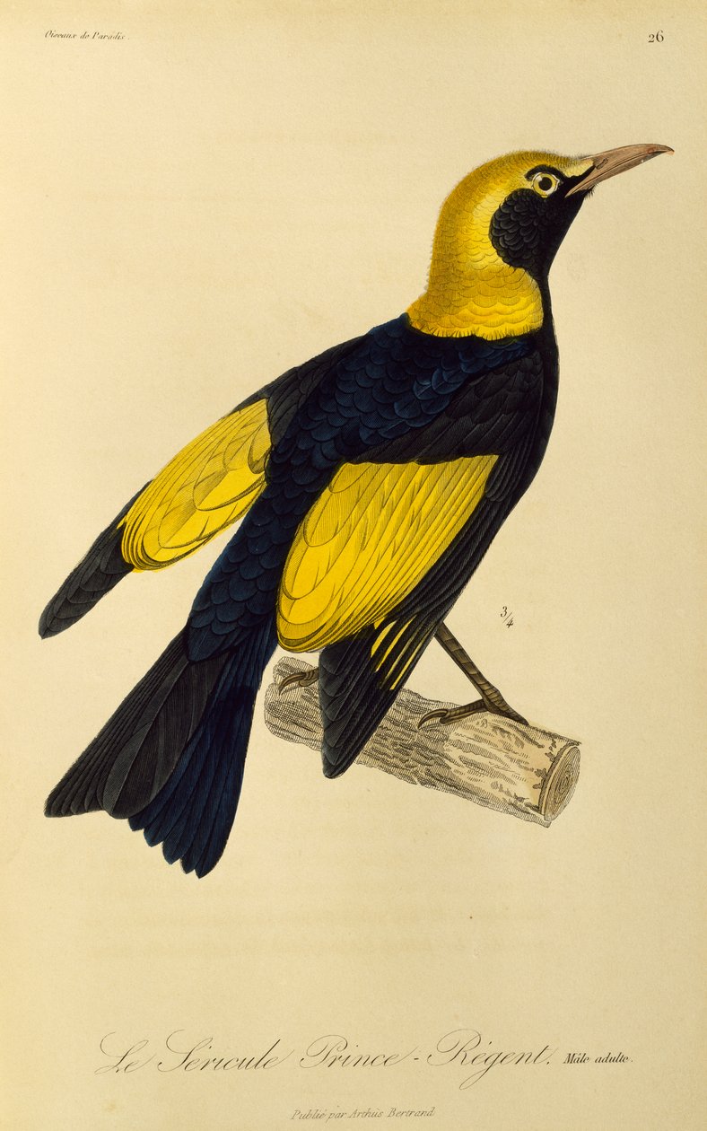 Vuxen hane av Regent Bowerbird (Sericulus chrysocephalus), gravyr från Natural History of Birds of Paradise och Epimagues av René Primevère Lesson