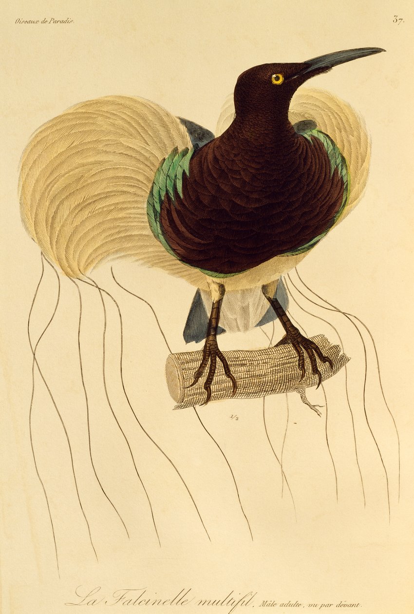 Vuxen hane av tolvtrådiga paradisfåglar (Seleucidis melanoleuca), gravyr från Natural History of Birds of Paradise och Epimagues av René Primevère Lesson