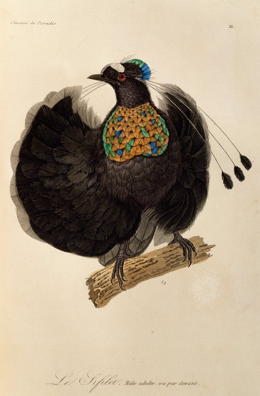 Vuxen hane av Western Parotia (Parotia sefilata), gravyr från Natural History of Birds of Paradise och Epimagues av René Primevère Lesson