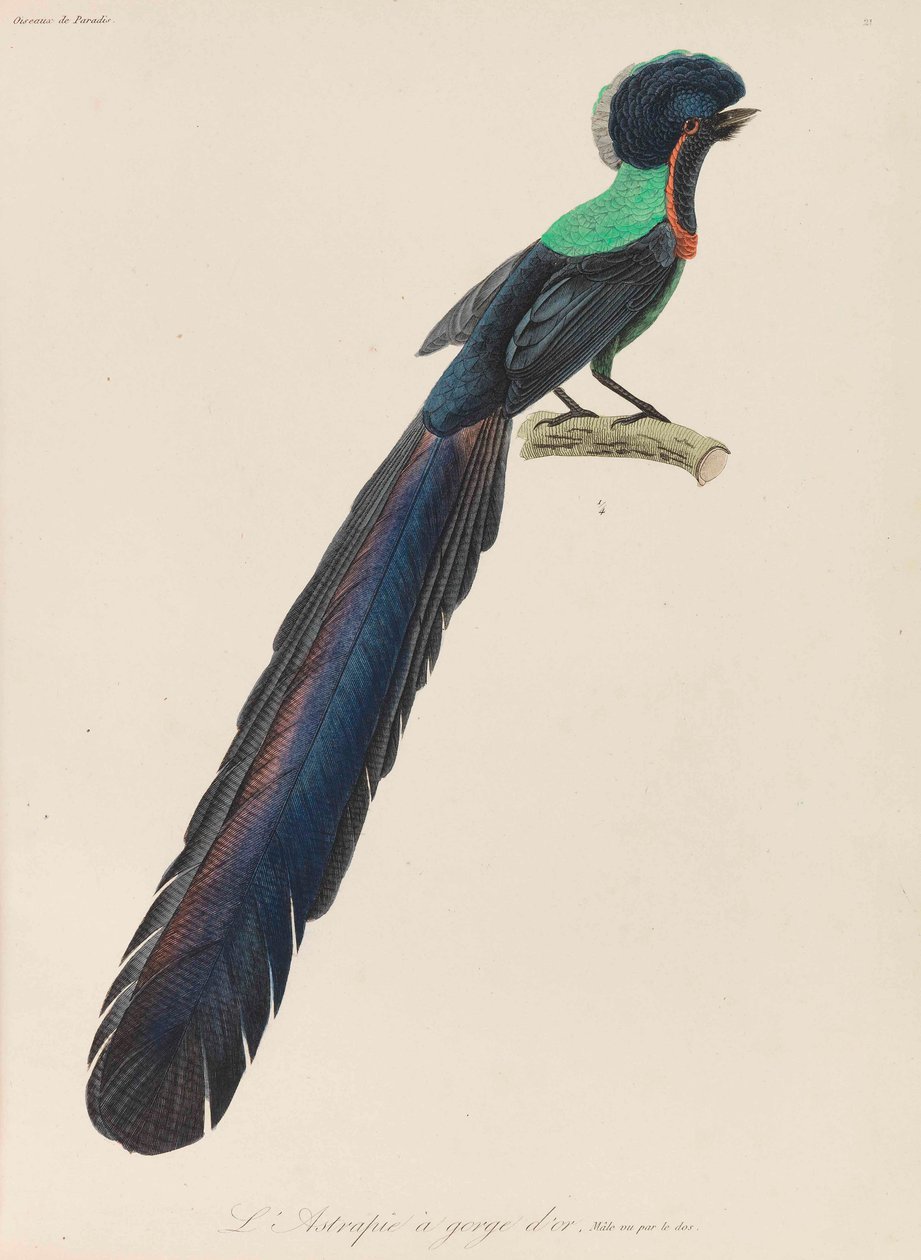 Paradisfågel, 1835. av René Primevère Lesson