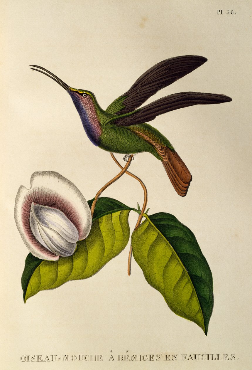 Lazulin Sabrewing (Campylopterus falcatus), gravyr från trochiliderna eller kolibrier och kolibrier av René Primevère Lesson