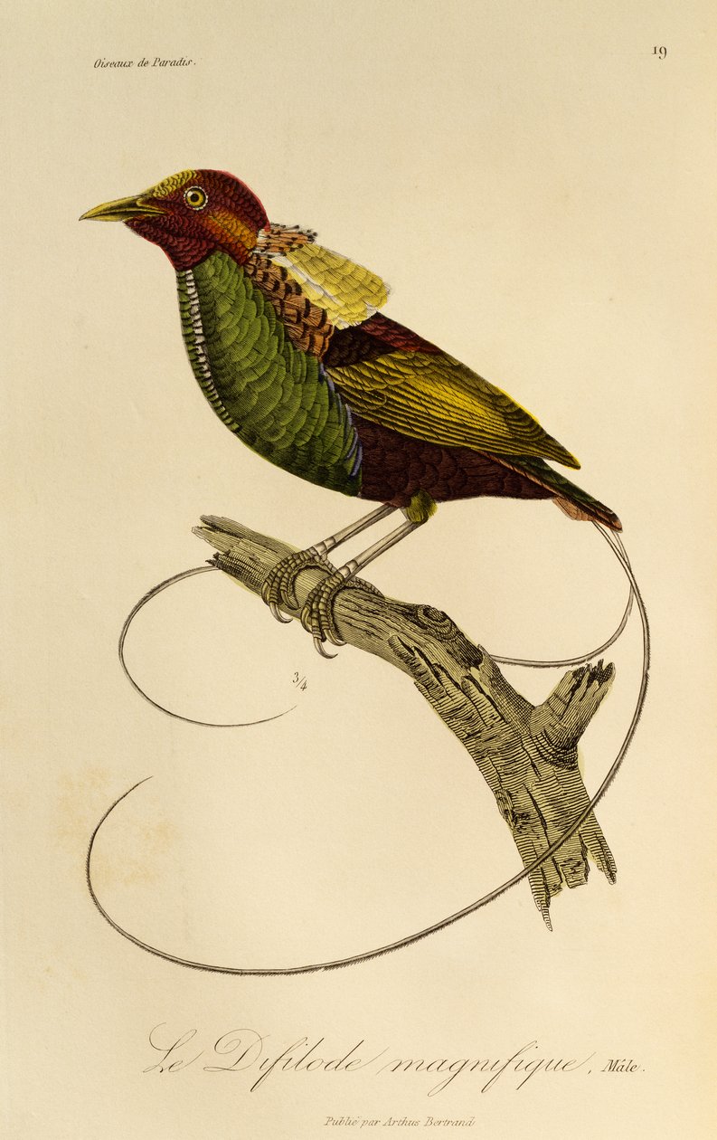 Hane av den magnifika paradisfågeln (Cicinnurus magnificus), gravyr från Natural History of Birds of Paradise och Epimagues av René Primevère Lesson