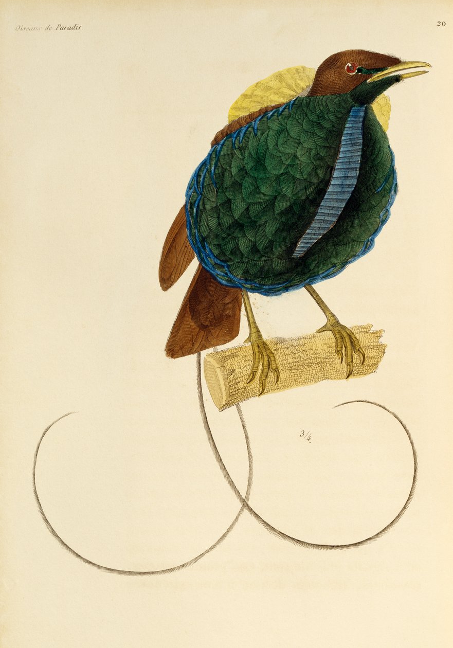 Hane av den magnifika paradisfågeln (Cicinnurus magnificus), gravyr från Natural History of Birds of Paradise och Epimagues av René Primevère Lesson