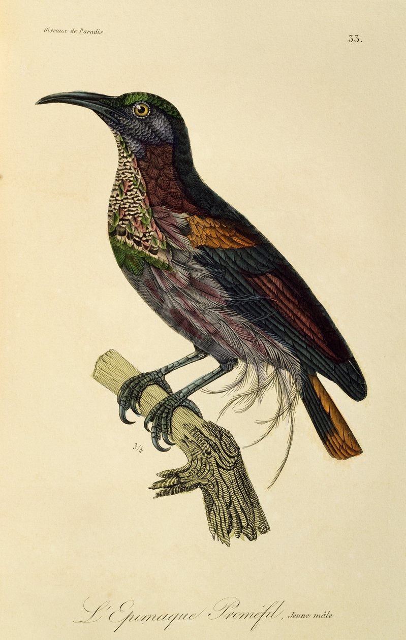 Paradise Riflebird ung hane (Ptiloris paradiseus), gravyr från Natural History of Birds of Paradise och Epimagues av René Primevère Lesson