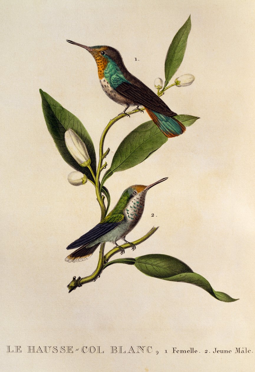Rubin-topaz Hummingbird hona och ung hane (Chrysolampis mosquitus), gravyr från Les trochilidees ou les colibris et les oiseaux-mouches av René Primevère Lesson