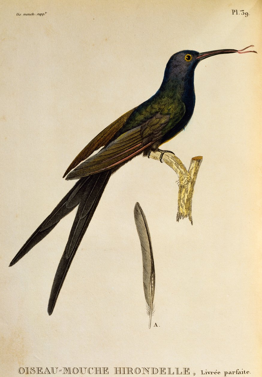 Svalstjärtskolibri (Eupetomena macroura), gravyr från Les trochilidees ou les colibris et les oiseaux-mouches av René Primevère Lesson