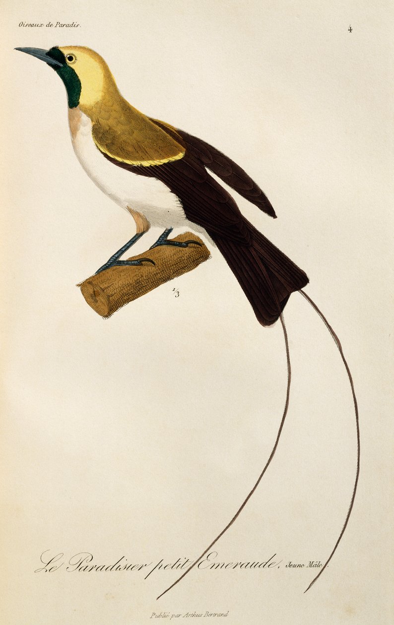 Ung hane från Lesser Bird-of-Paradise (Paradisaea minor), gravyr från Natural History of Birds of Paradise och Epimagues av René Primevère Lesson