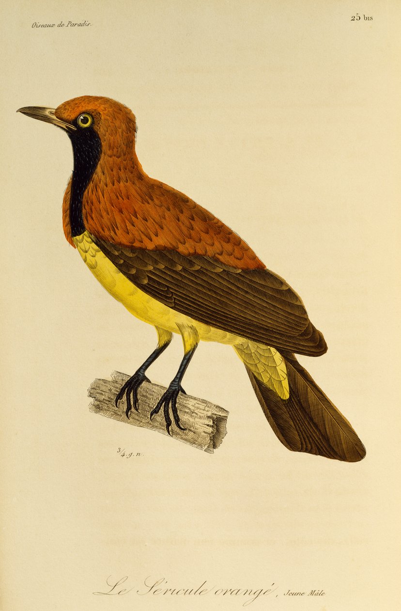 Ung hane av Maskerad Bowerbird (Sericulus aureus), gravyr från Natural History of Birds of Paradise och Epimagues av René Primevère Lesson