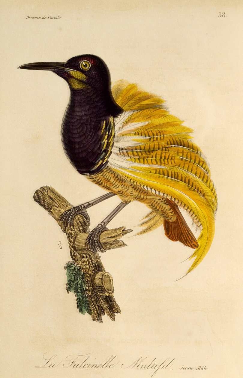 Ung hane av tolvtrådig paradisfågel (Seleucidis melanoleuca), gravyr från Natural History of Birds of Paradise och Epimagues av René Primevère Lesson