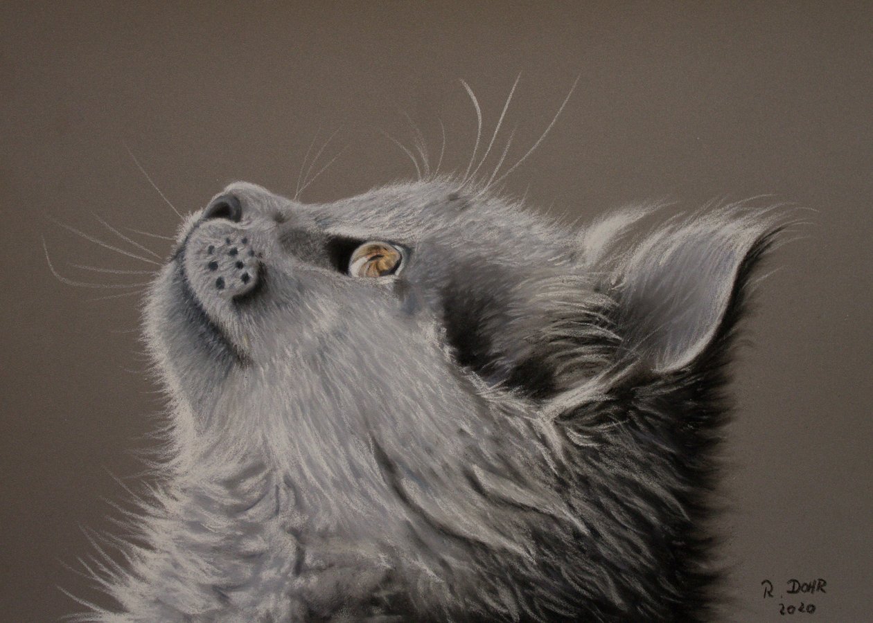 Katt ögonblick av Renate Dohr