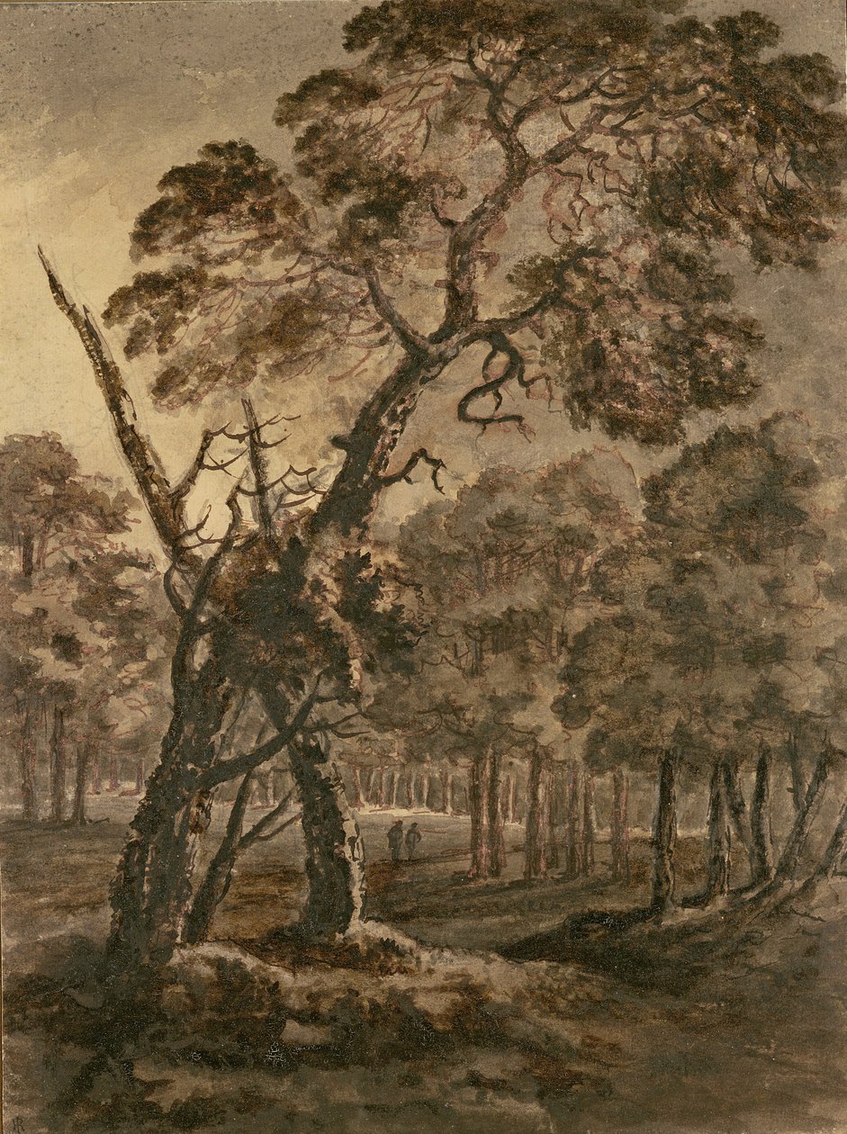 Vaaiga o Vaomatua, A Giant Scots Fir ma Forest Glade, 1771 (peni ma vaitusi ma fufulu i luga o pepa) fa