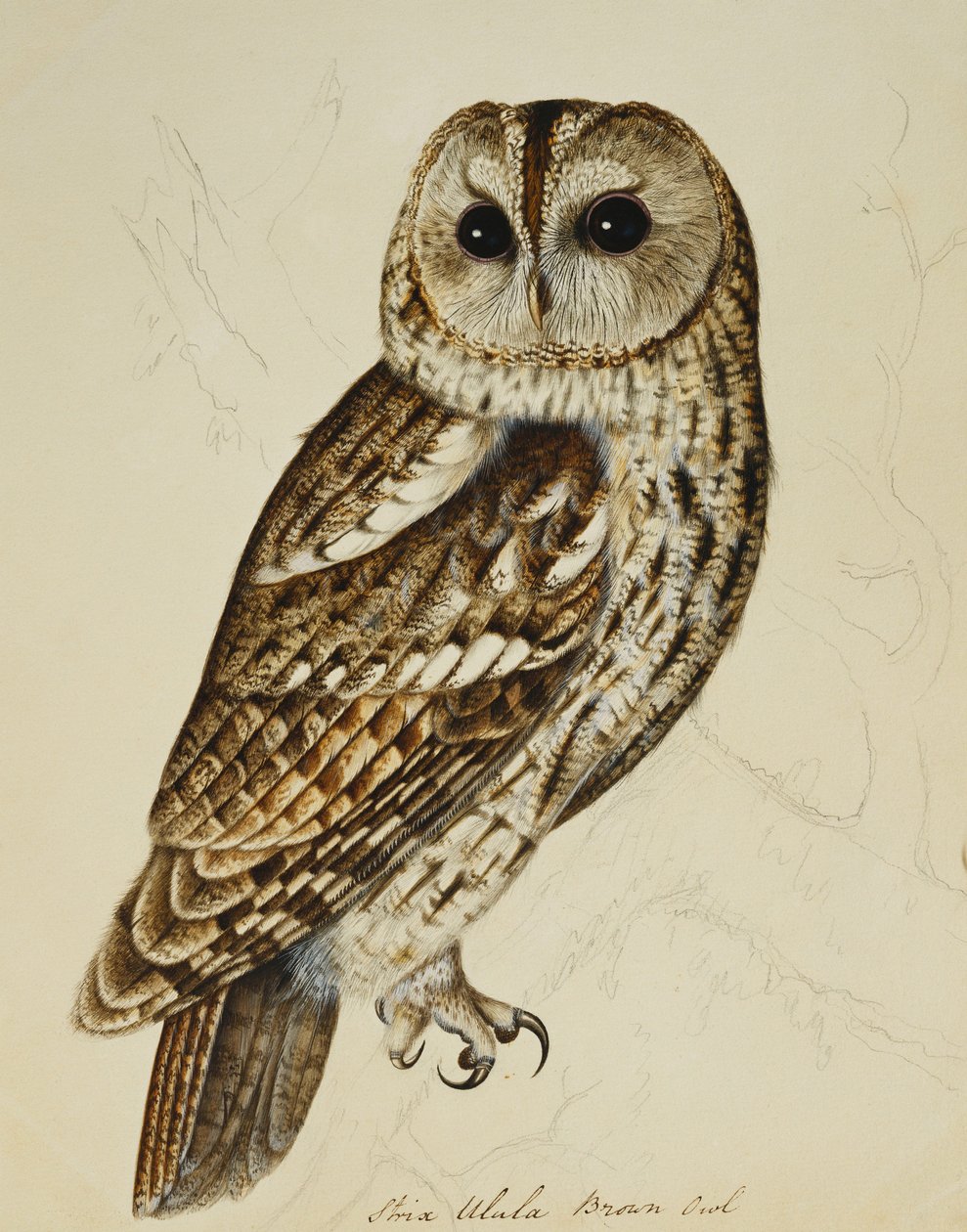 Brunuggla (Strix Ulula) av Rev. C. Atkinson
