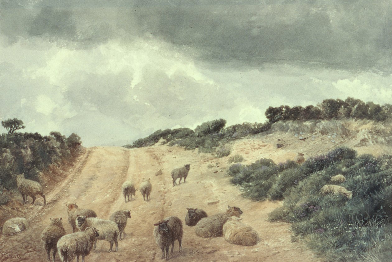 Får på Surrey Hills av Richard Beavis