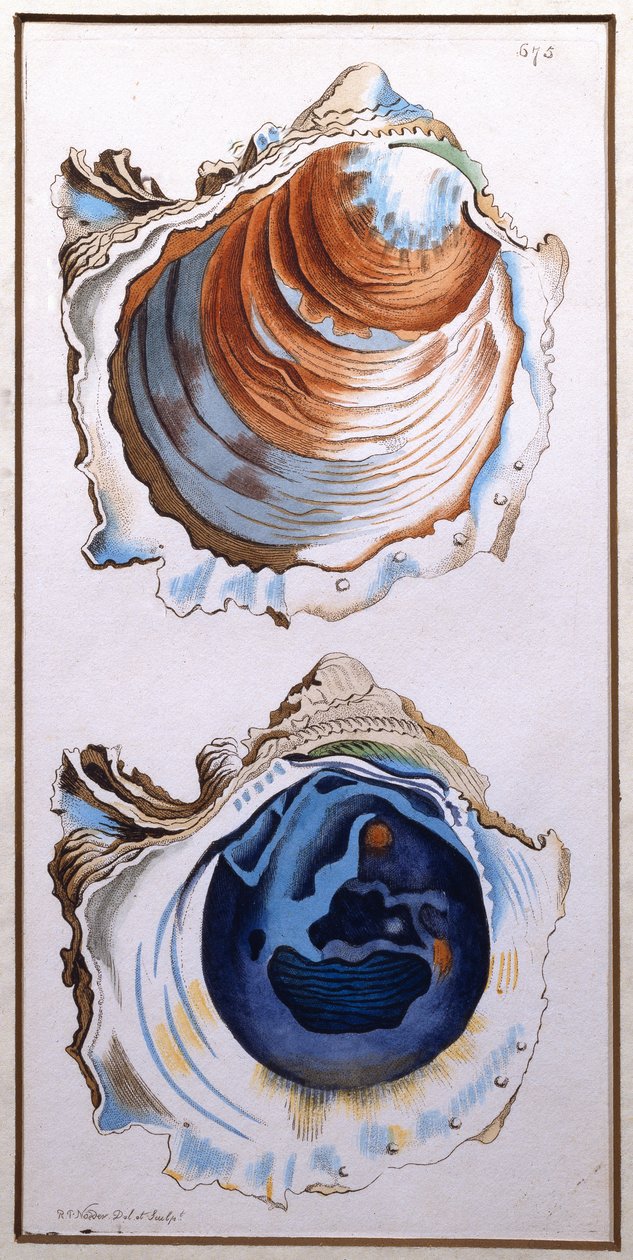 Oyster Shell, publicerat av Shaw, ca 1790-1820 (tryck) av Richard Polydore Nodder