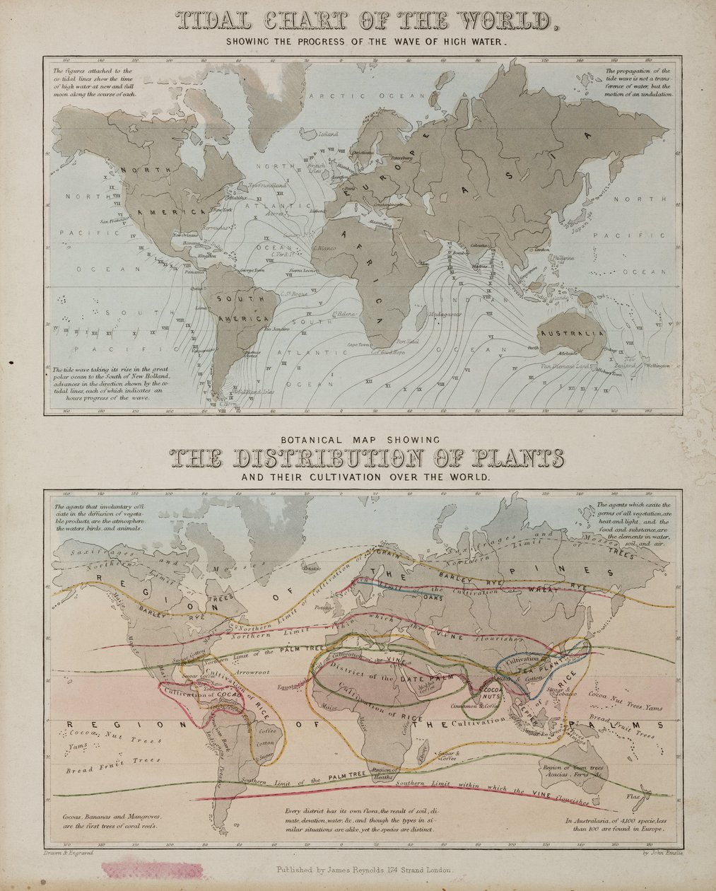 Ett tidvattendiagram och en karta över växternas utbredning över världen, ca 1850 av John Pardon
