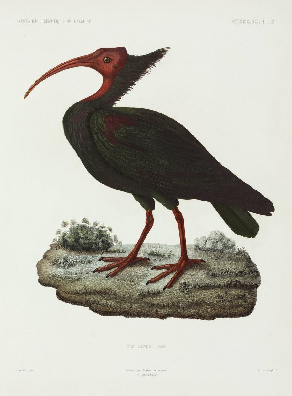 Skallig ibis, Algeriet av John Pardon