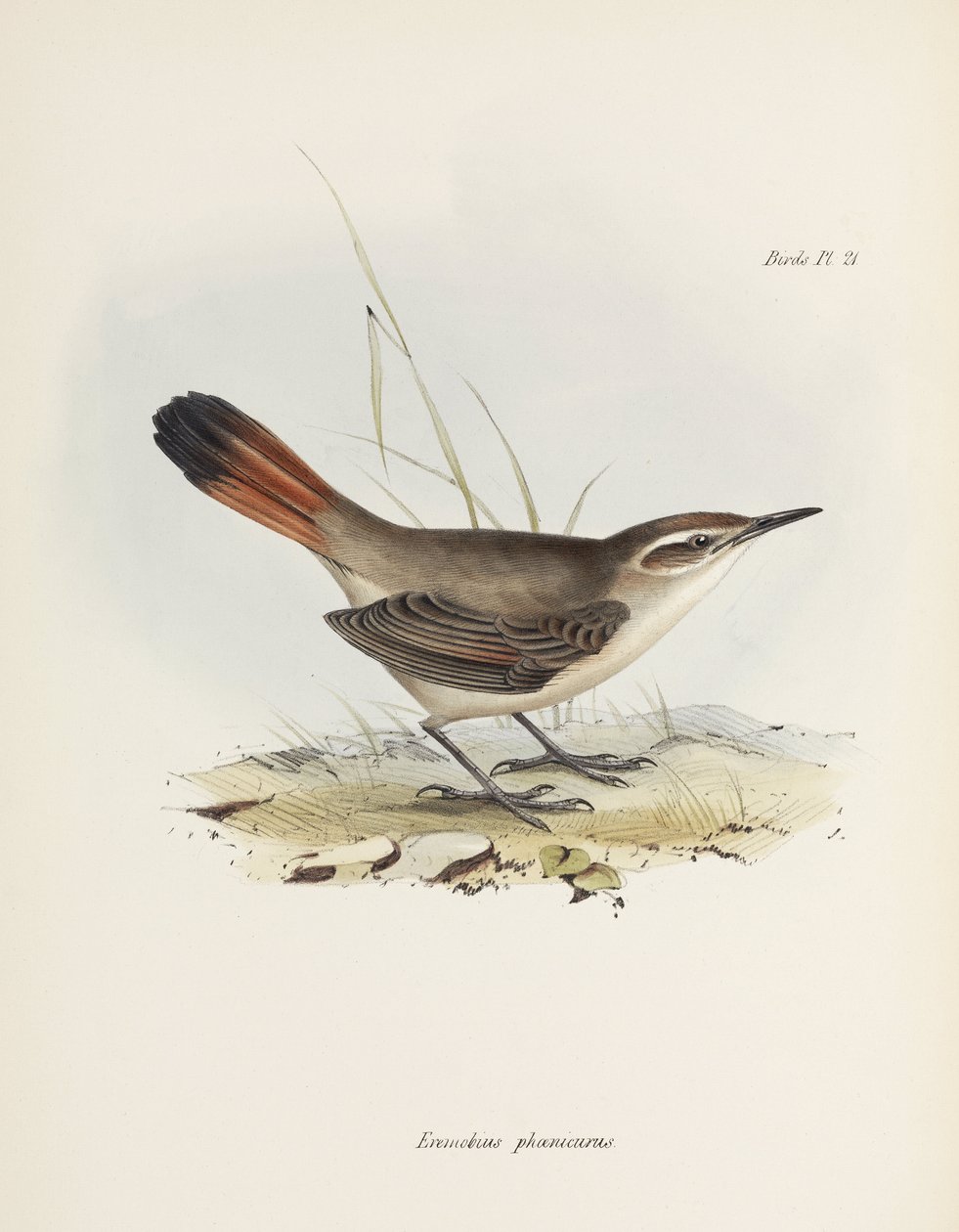 Band-tailed earthcreeper, Sydamerika, c 1832-1836 av John Pardon
