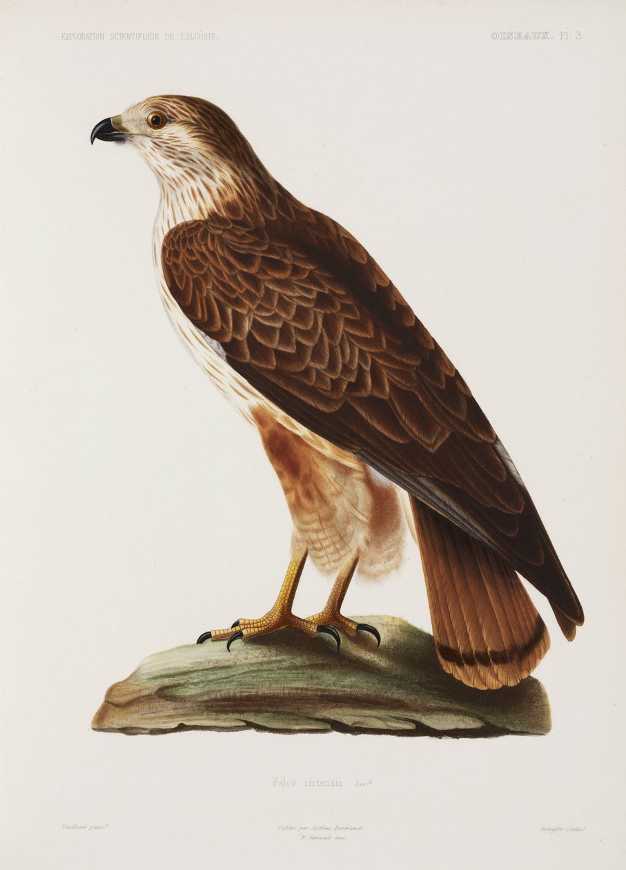 Falcon, Algeriet av John Pardon