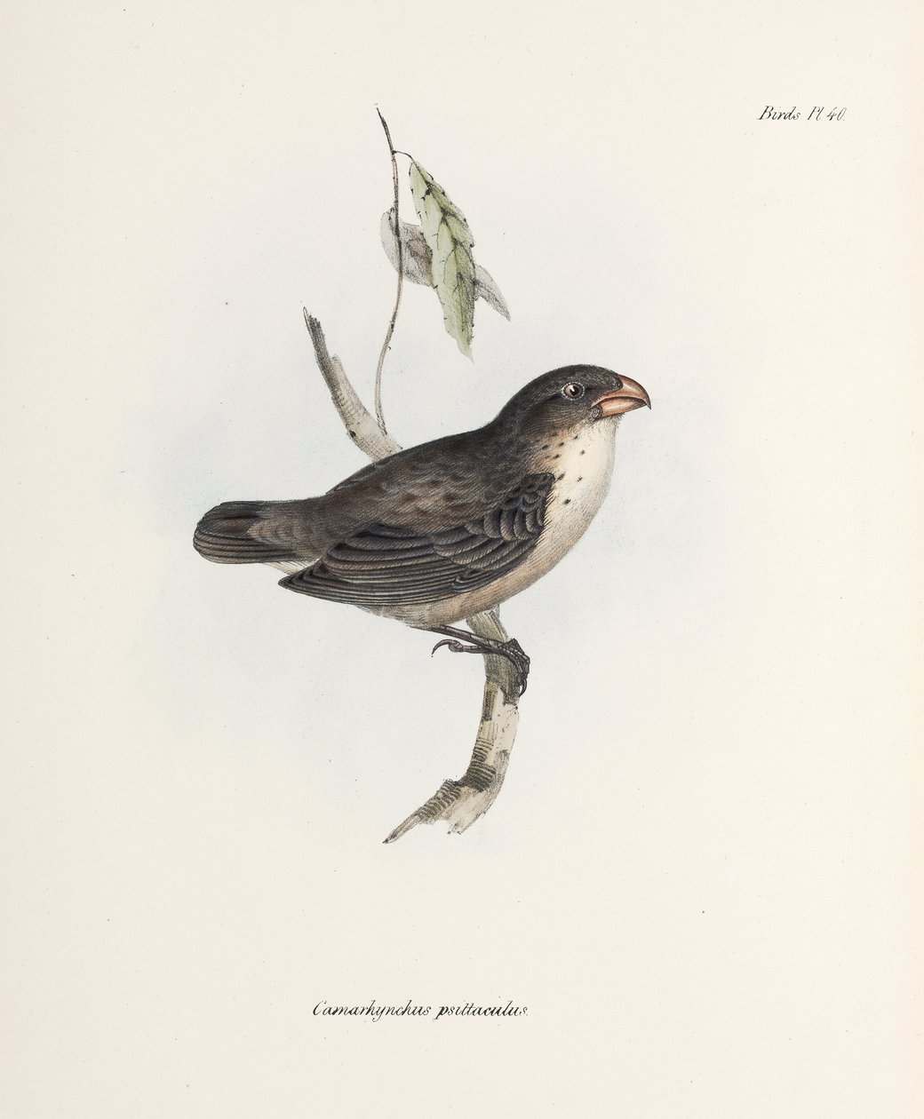 Finch, c 1832-1836 av John Pardon
