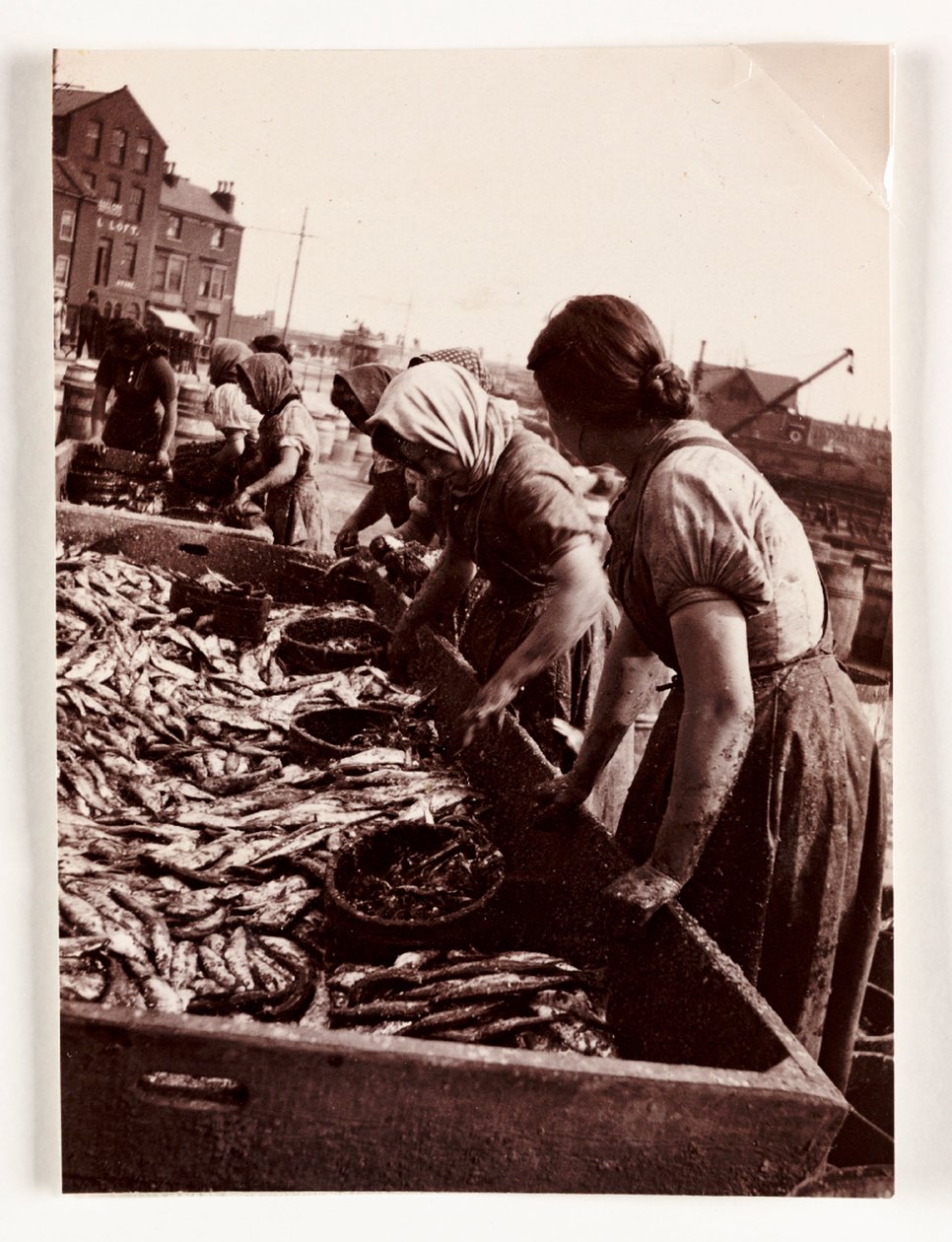 Fiske, fiskare Kvinnor som sorterar fisk, Whitby Harbour, North Yorkshire, ca 1905 av John Pardon