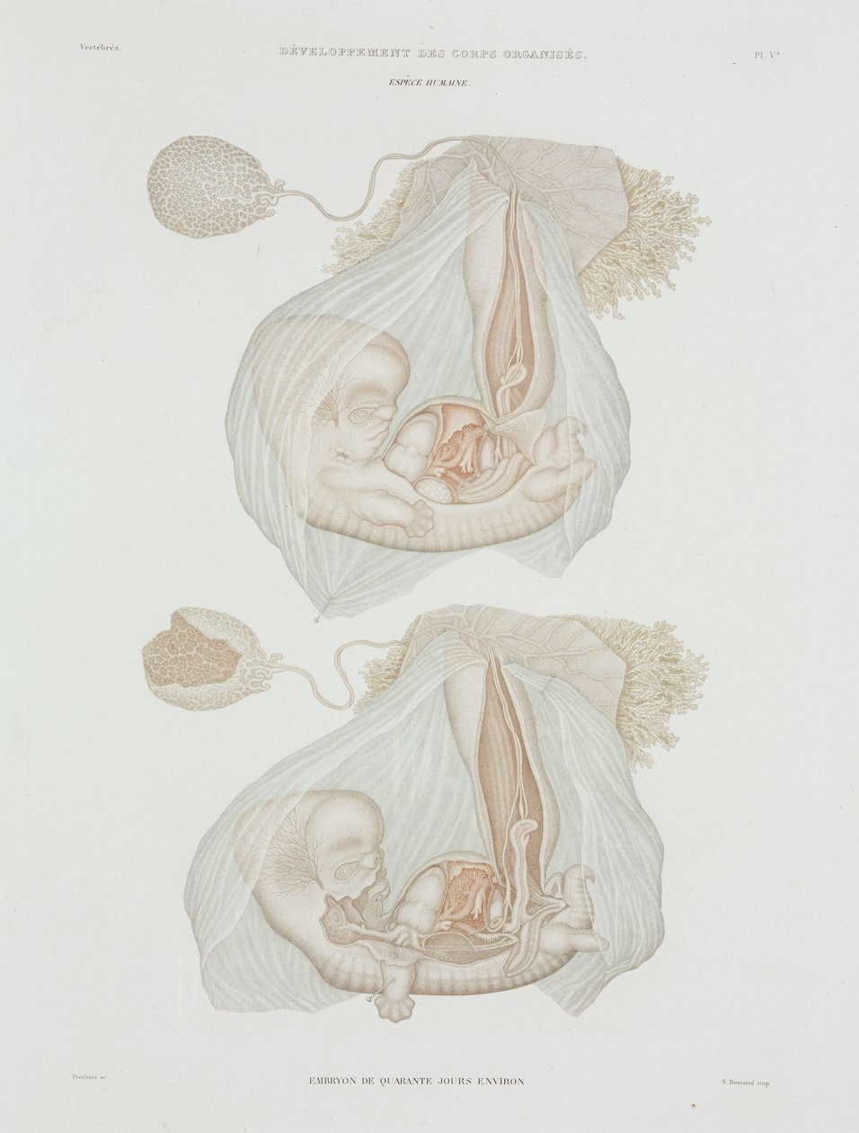 Gynekologi Mänskligt foster vid 40 dagar, c 1847-1859 av John Pardon